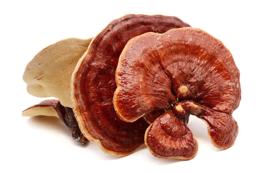 Reishi Mushroom